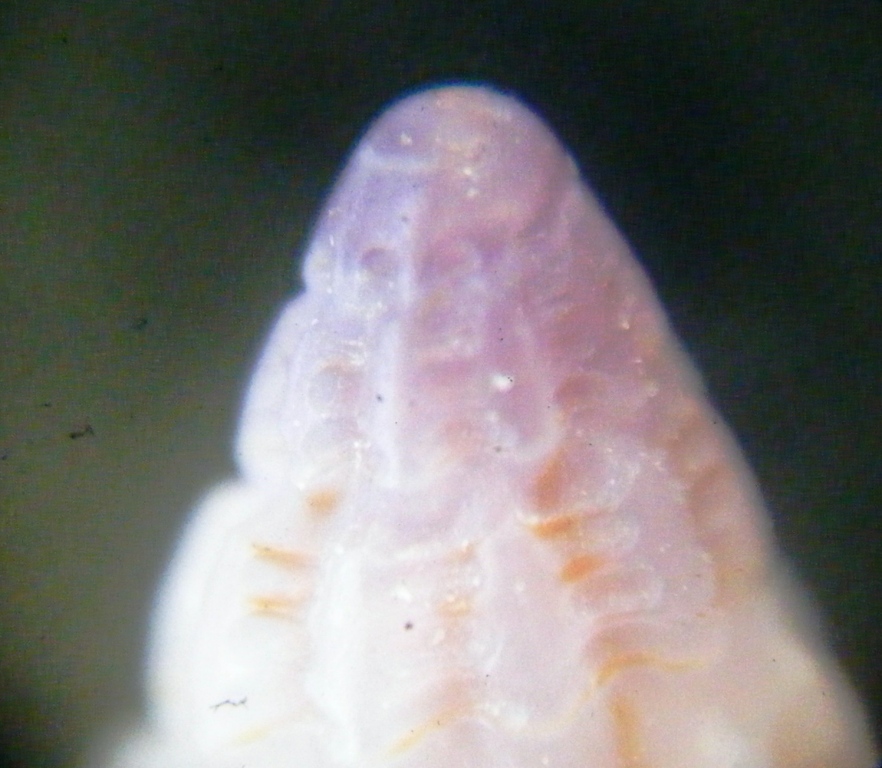 Raphitoma linearis